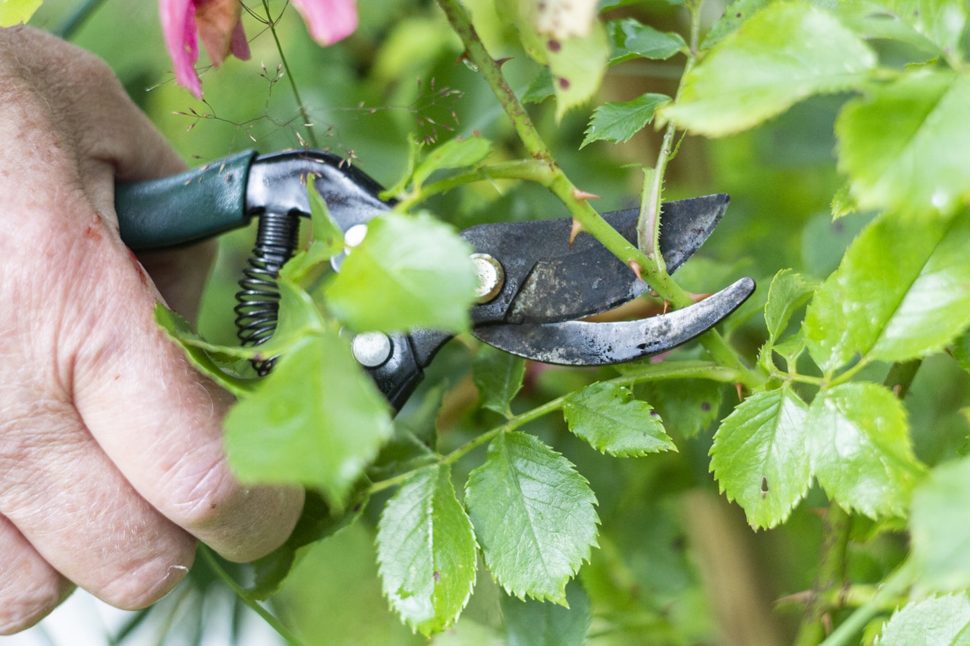 A hand holds pruning shears around the stem of a leafy rose plant.